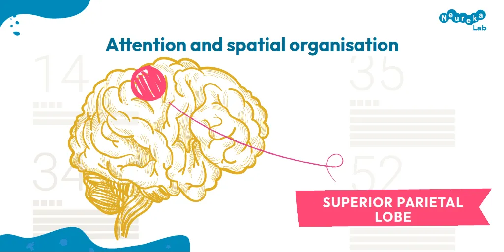 Attention and spatial organisation involve the superior parietal lobe, highlighted on a brain drawing