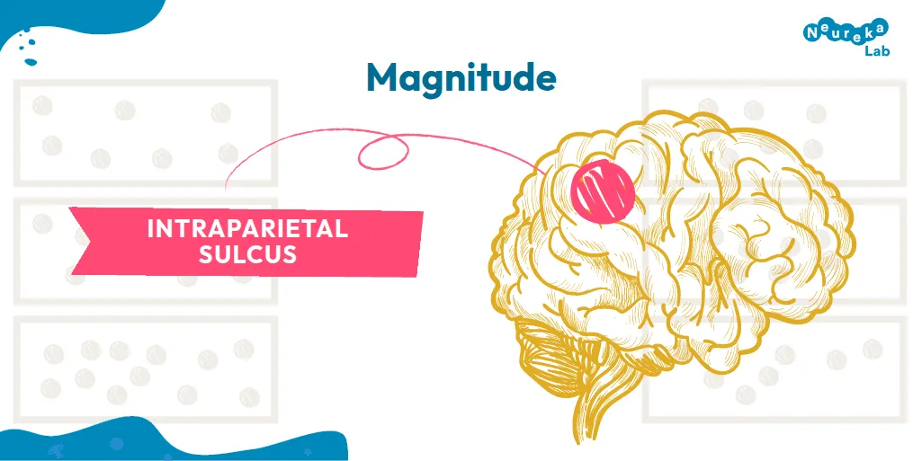 Magnitude processing involves the intraparietal sulcus, highlighted on a brain drawing