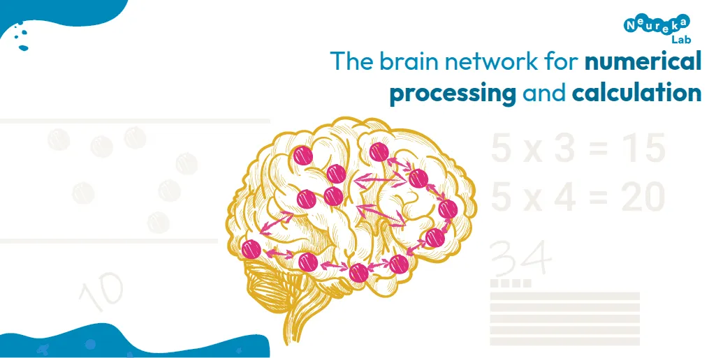 Drawing of a brain with interconnected nodes representing the network for numerical processing and calculation