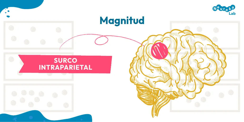En la magnitud interviene el surco intraparietal, destacado sobre un dibujo del cerebro
