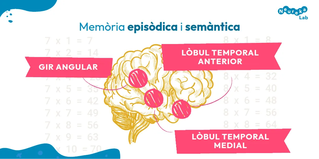 En la memòria episòdica i semántica intervenen: gir angular; lòbul temporal anterior; lòbul temporal medial.